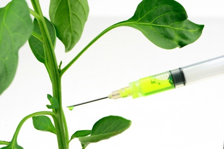 genetic engineering of a plant using chemical injection